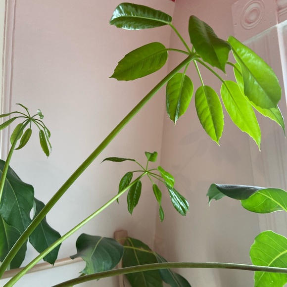 Meet your Posher, R - Picture 1 of 1